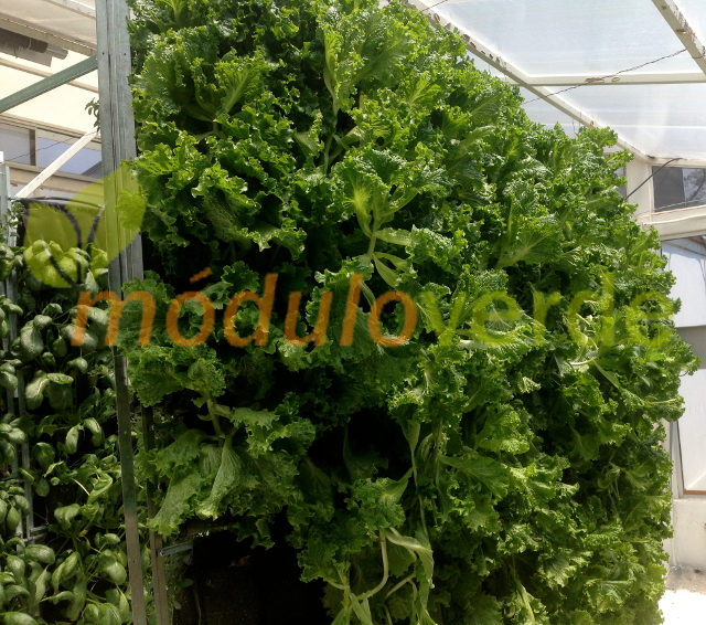 Modulo Verde